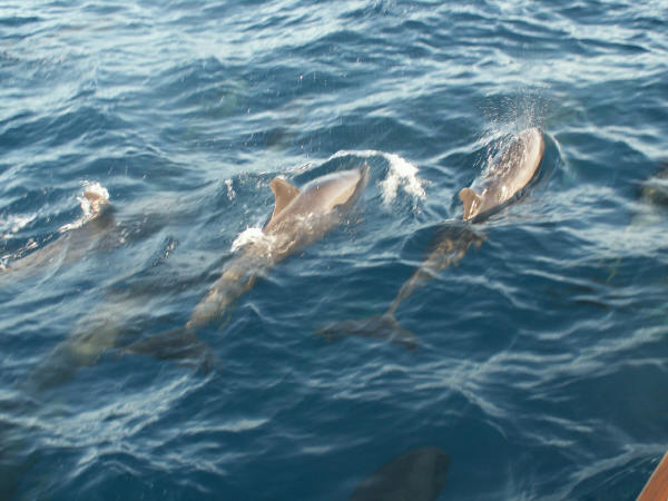 Friends (dolphins) visiting us at sea